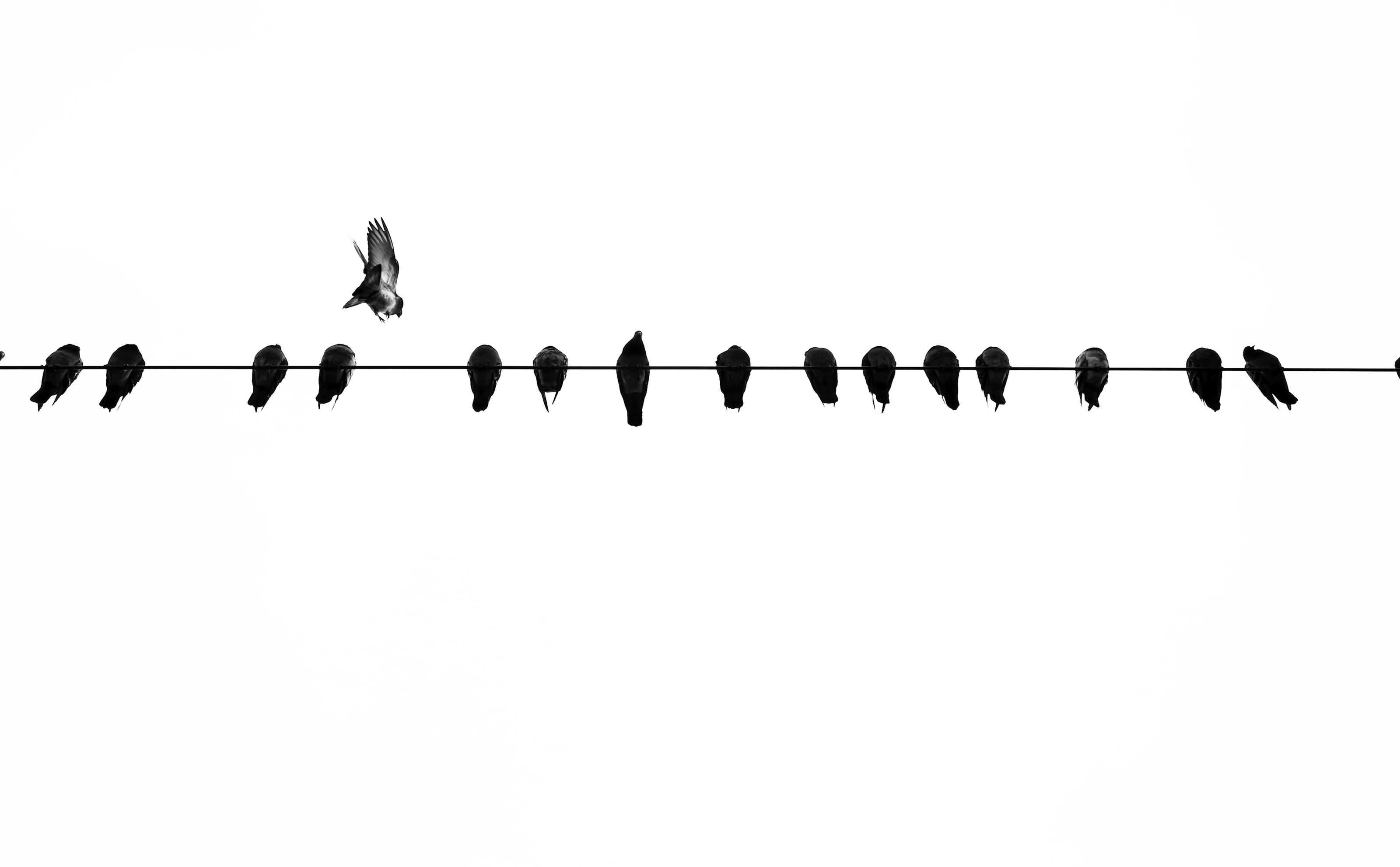 Serivana White Noise Machine Vögel Sound